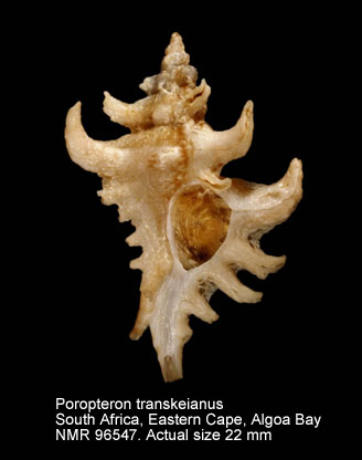 Poropteron transkeianus.jpg - Poropteron transkeianus (Houart,1991)
